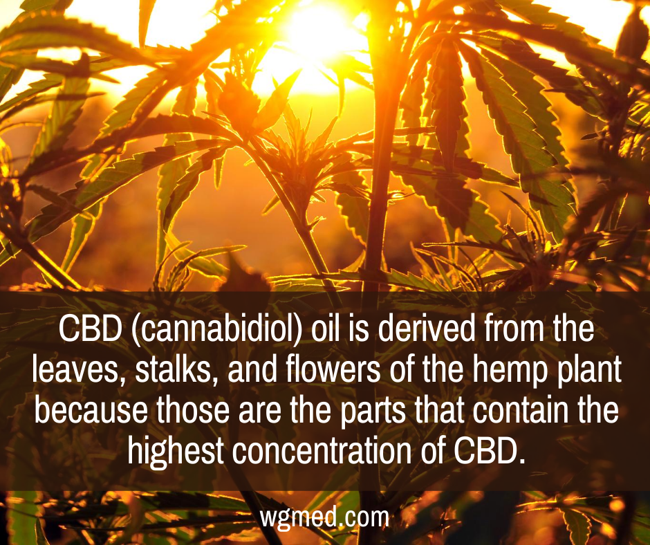 What is Hemp Oil Derived From