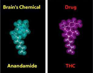 anandamide-thc-side-by-side