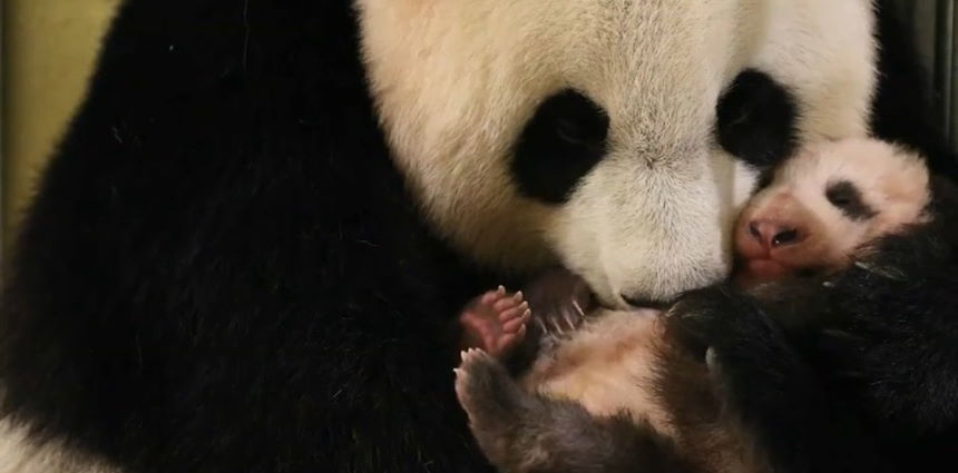 Huan Huan avec son bébé panda