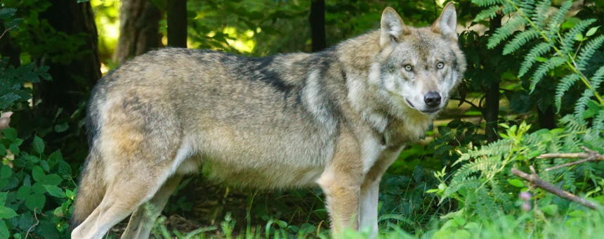 Loup en forêt