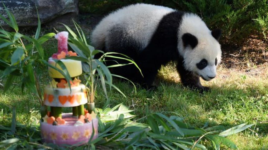 Anniversaire des 2 ans de Yuan Meng