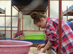 Celia de Arvida Roasting Co triant des grains de café à la Finca Idealista