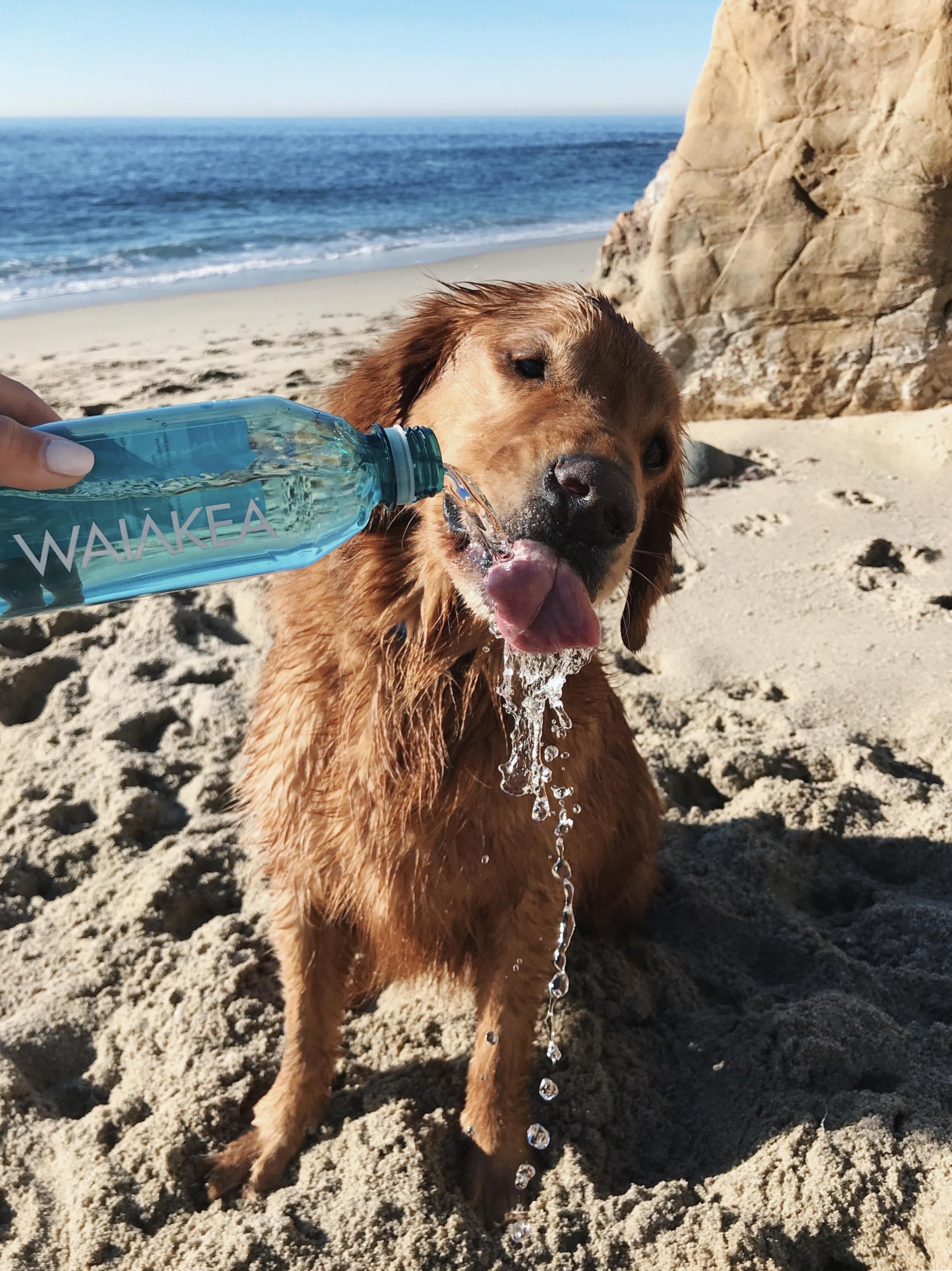 is alkaline water safe for dogs