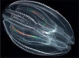 Comb Jelly