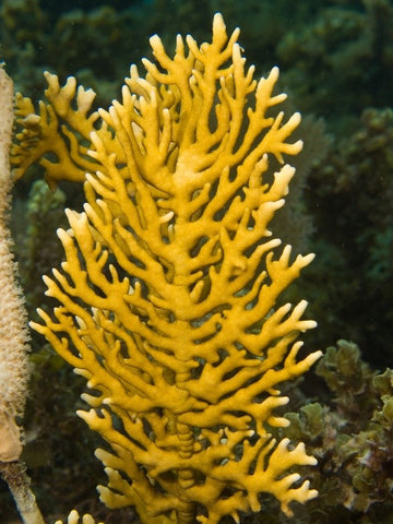 Branching fire coral.