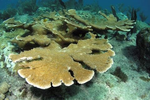 Elkhorn coral 2