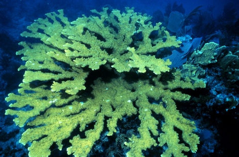 Elkhorn coral 1