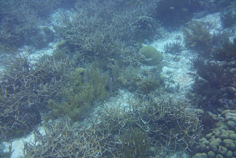 Staghorn coral 2