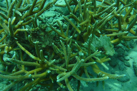 Staghorn coral 1