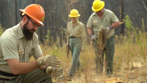 U.S. Forest Service Ranger planting sapling