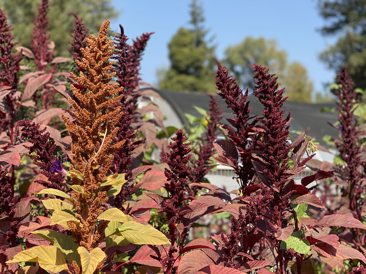 amaranth seeded