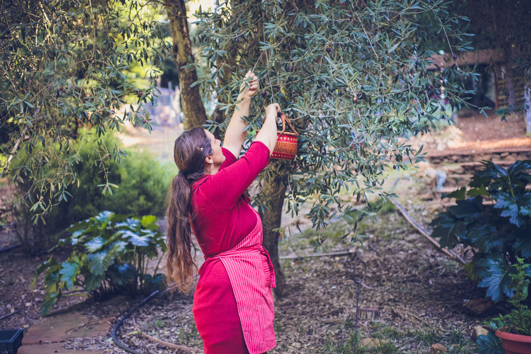 picking olives