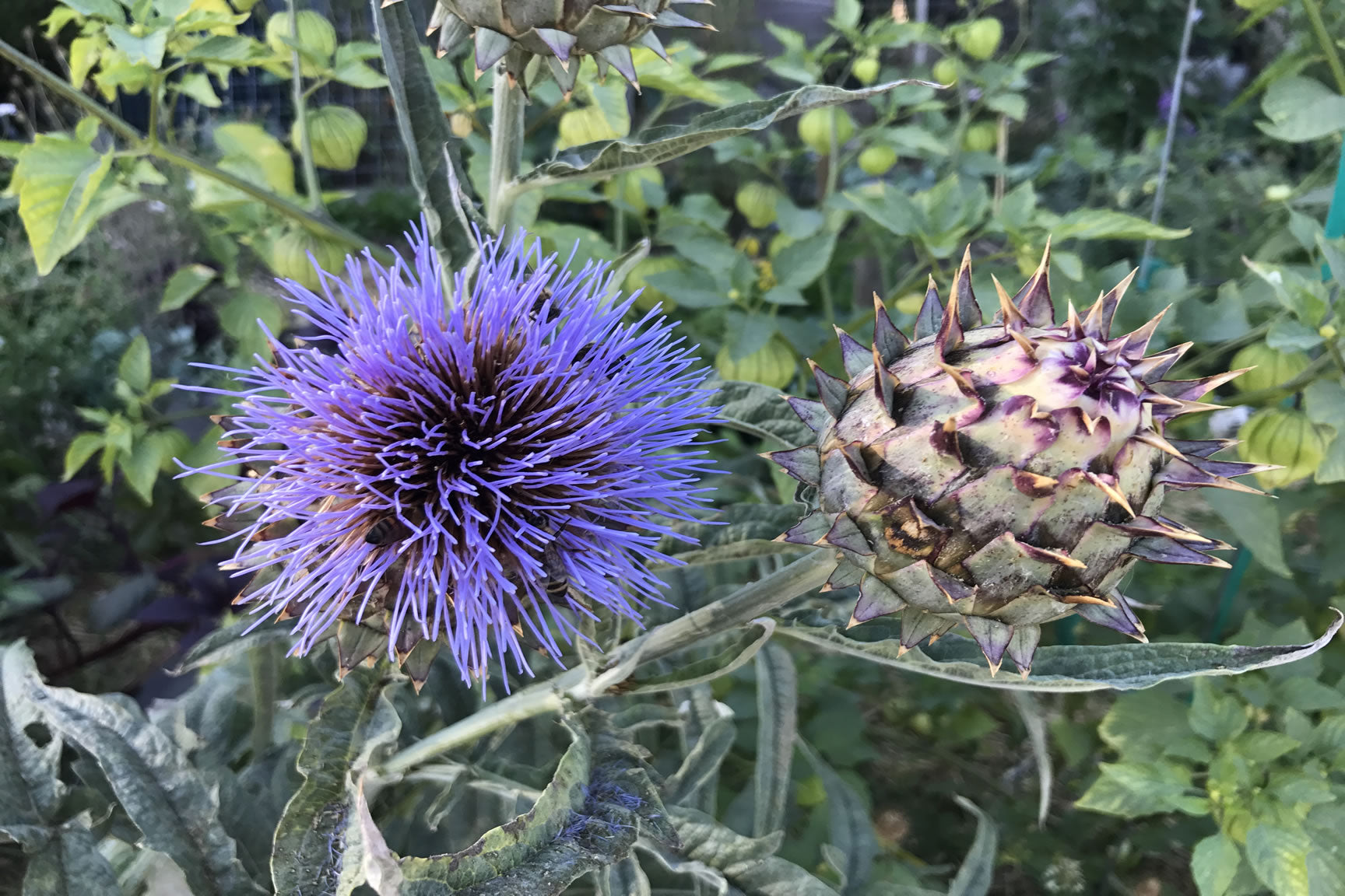 cardoon seed pods