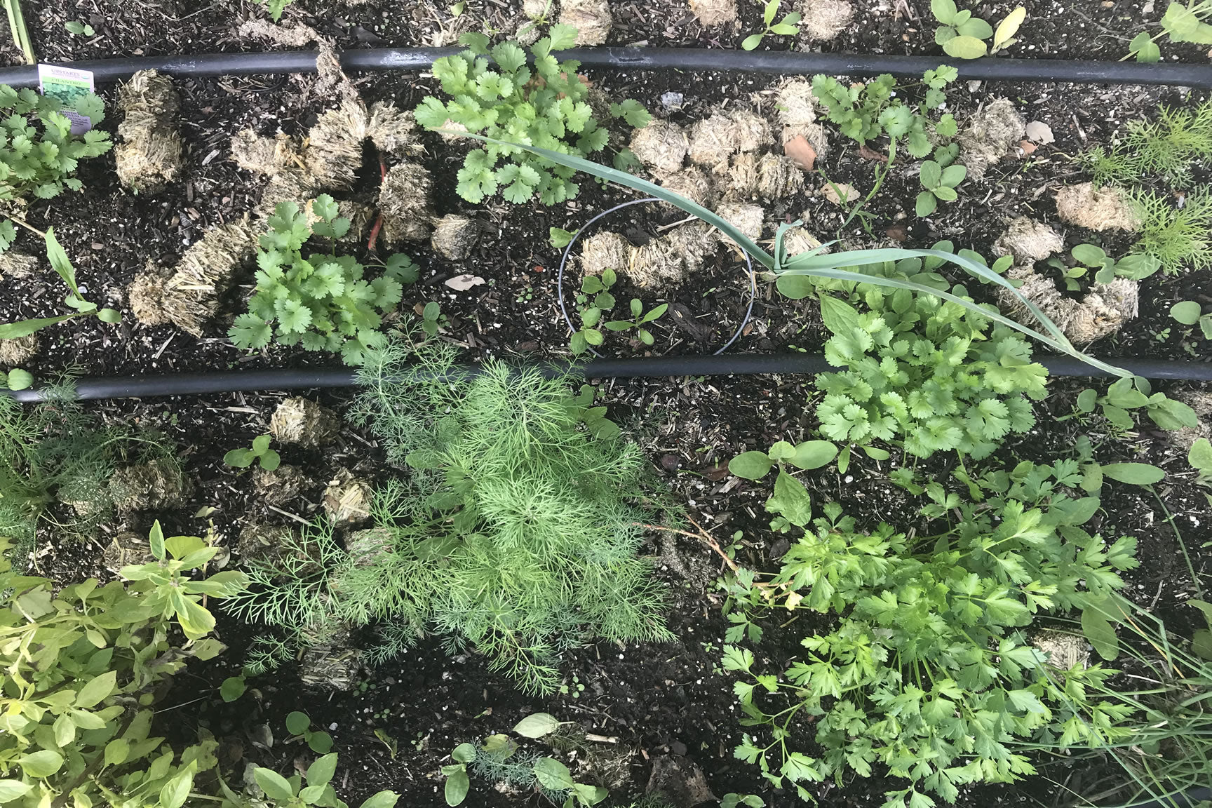 herb garden