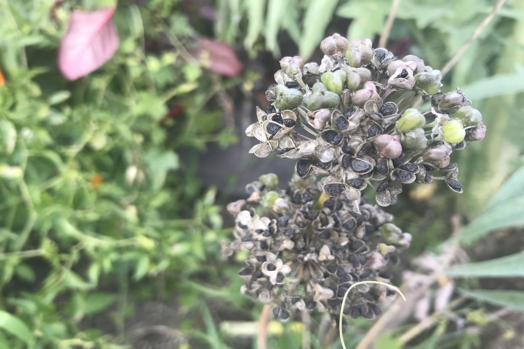 seed pods