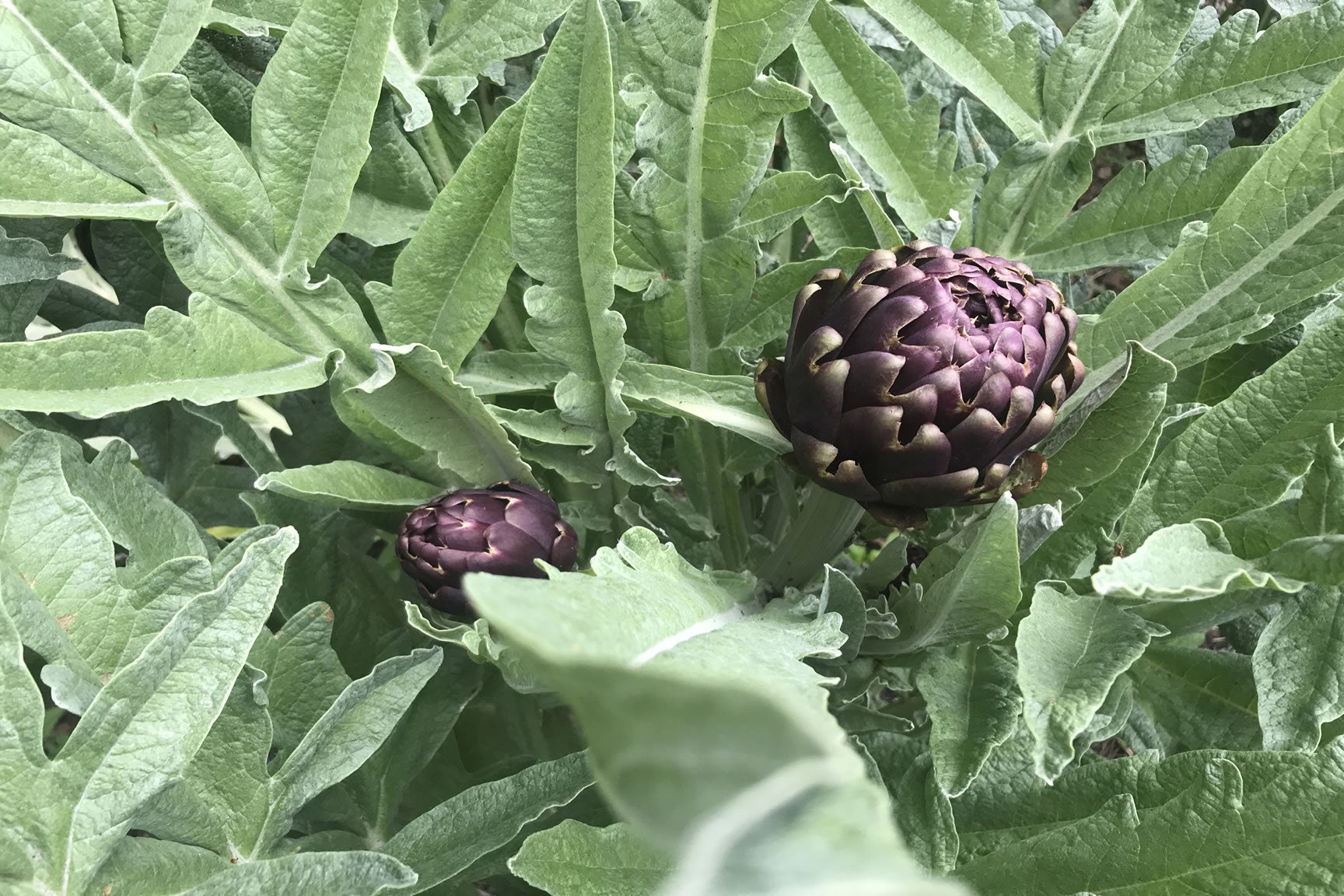 purple artichoke