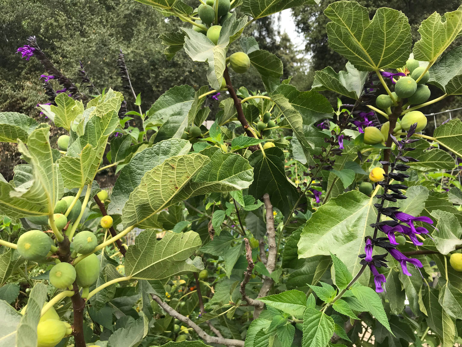 fig tree