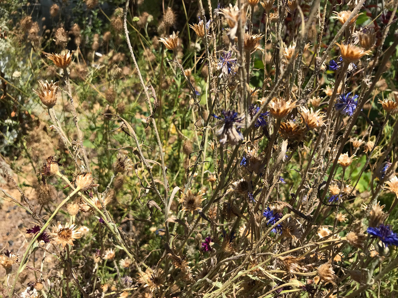 seed heads