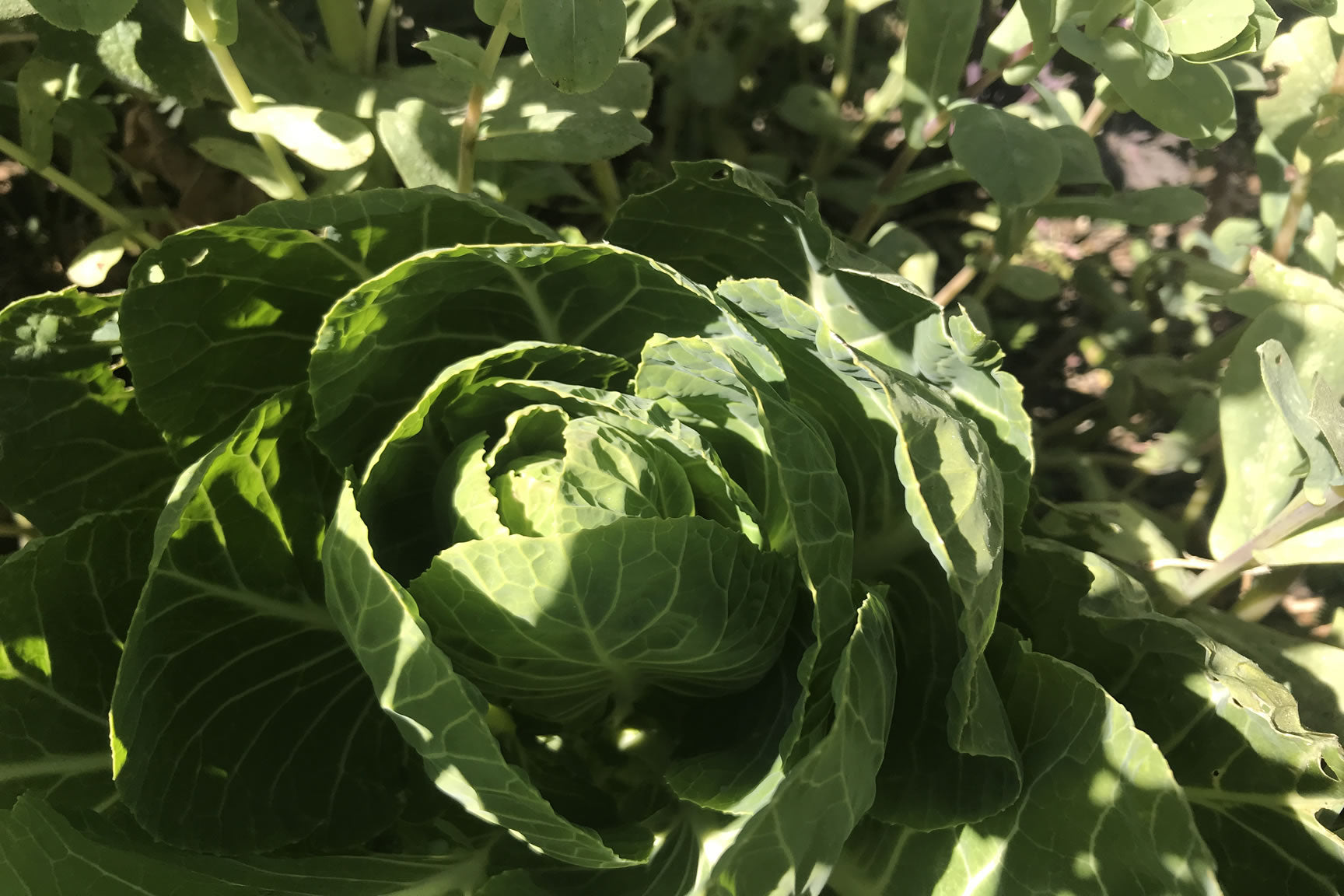 slugs in cabbages