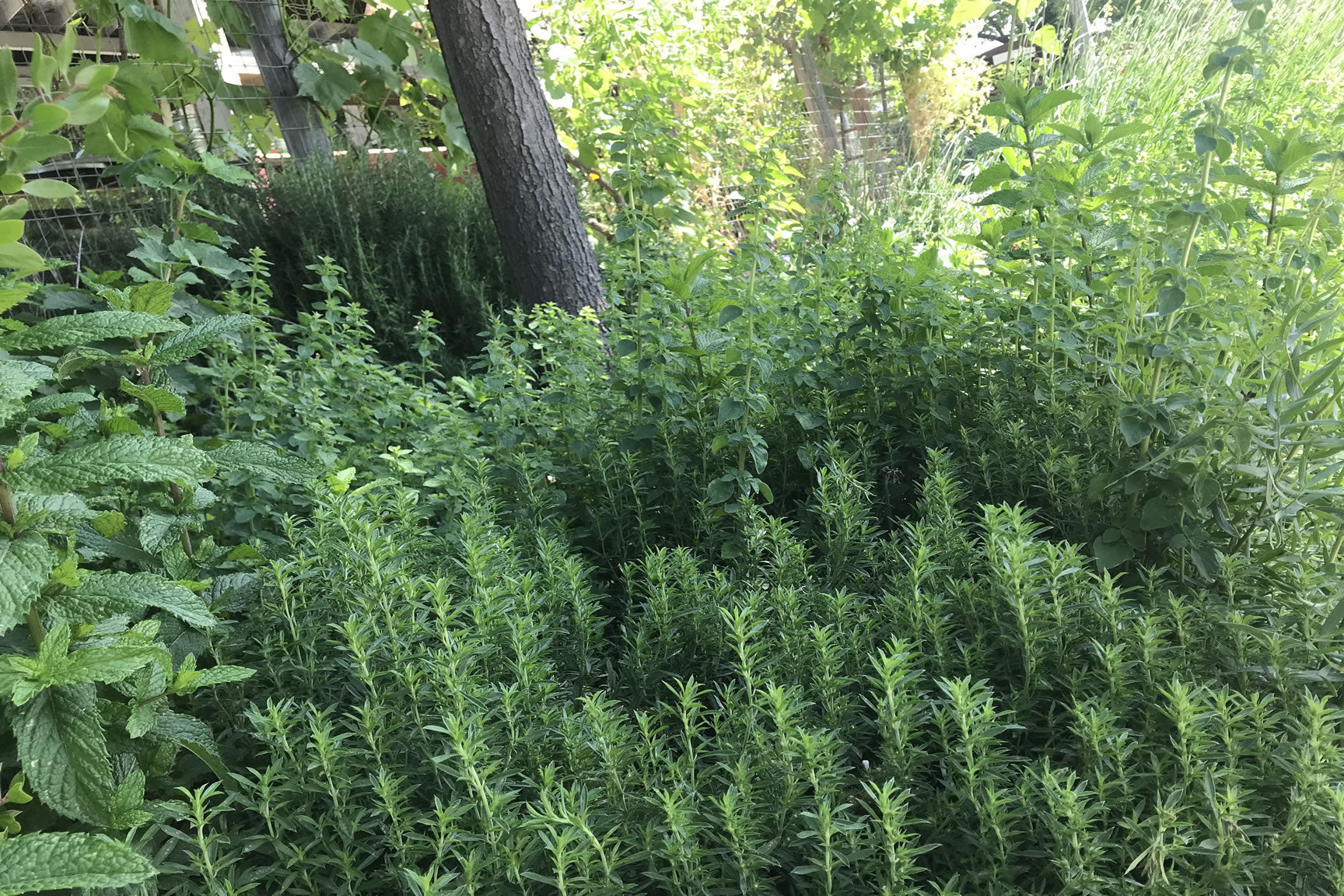 garden herbs