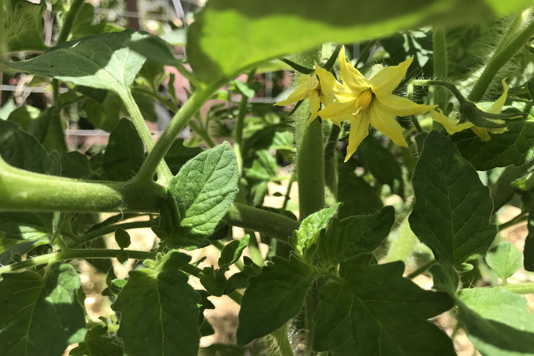 tomato blossom