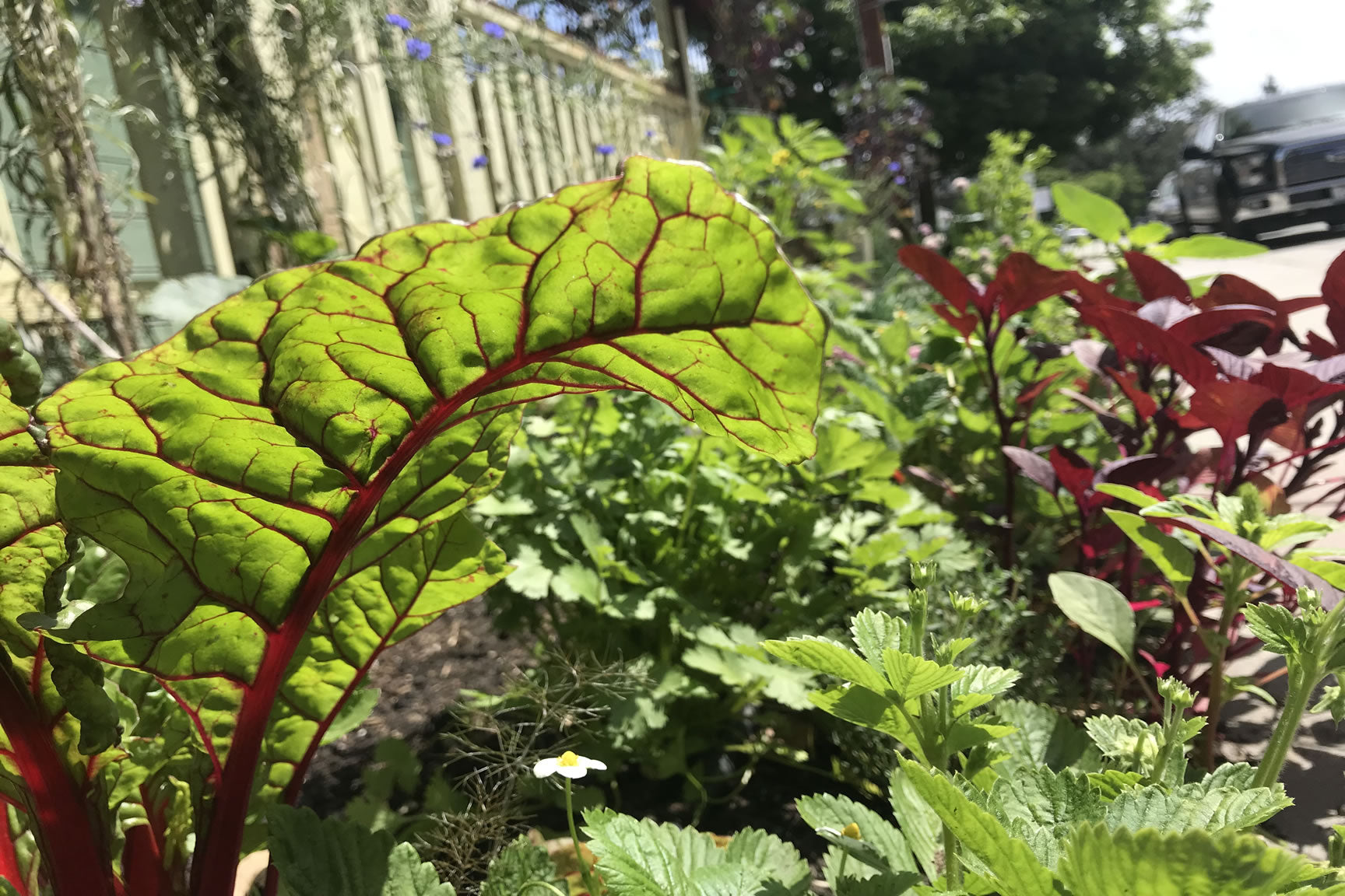 rows of chard