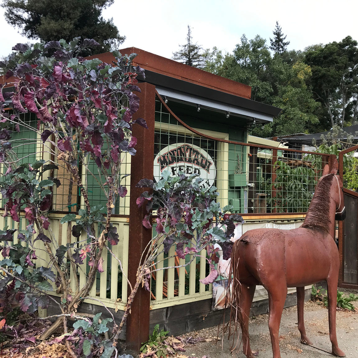 tree kale plant