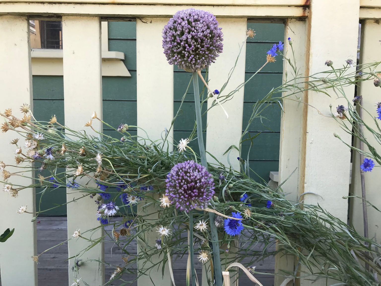 allium flowers