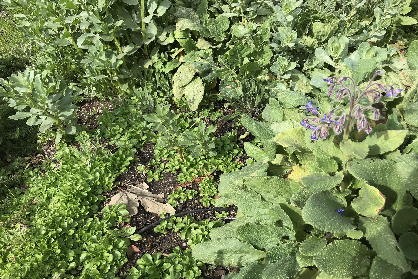 flowering plants