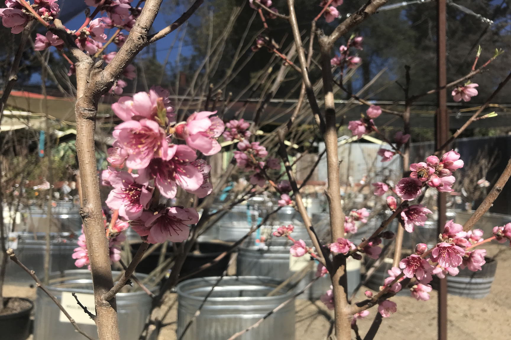 blossoming trees