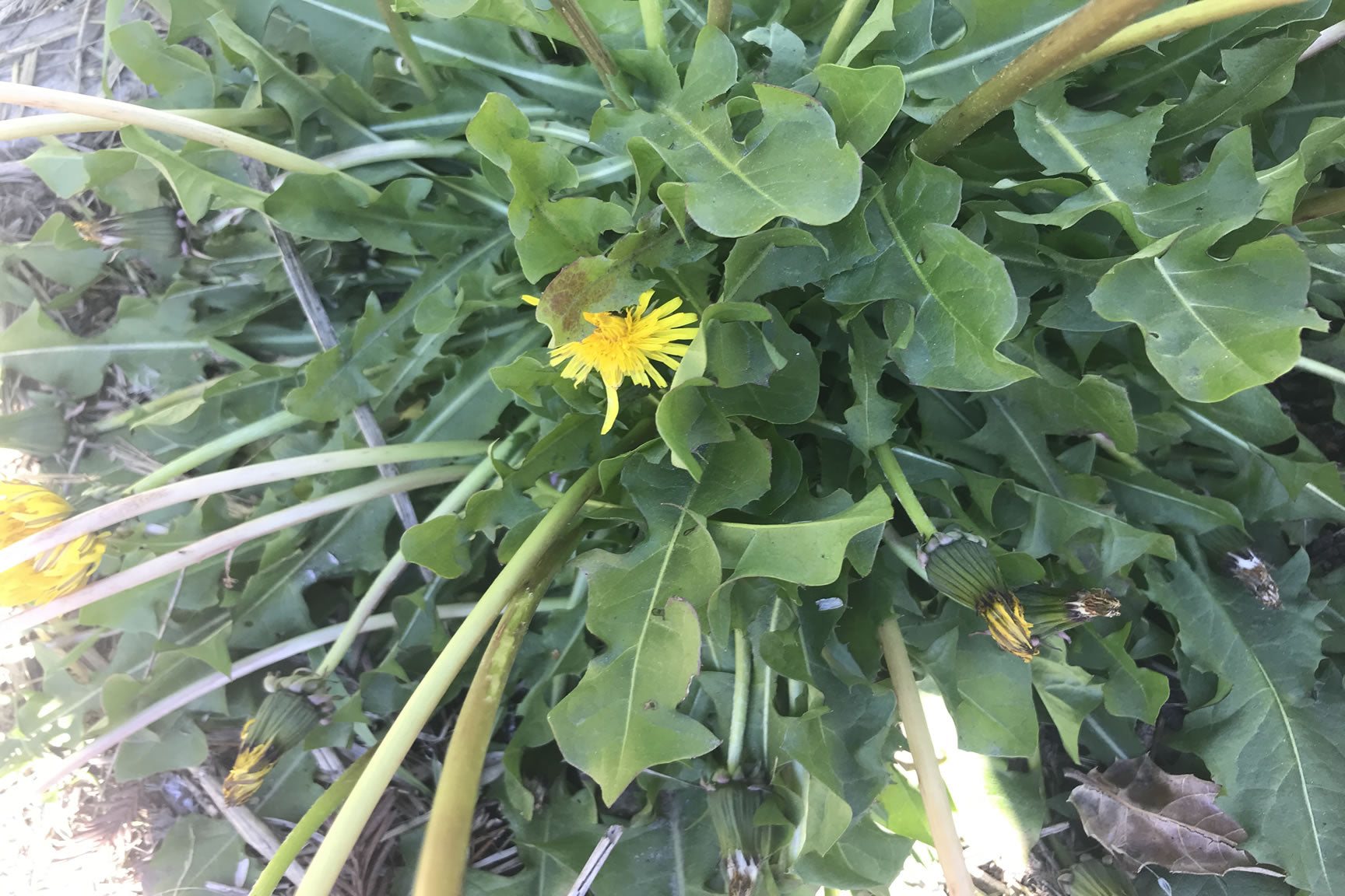 dandilion greens