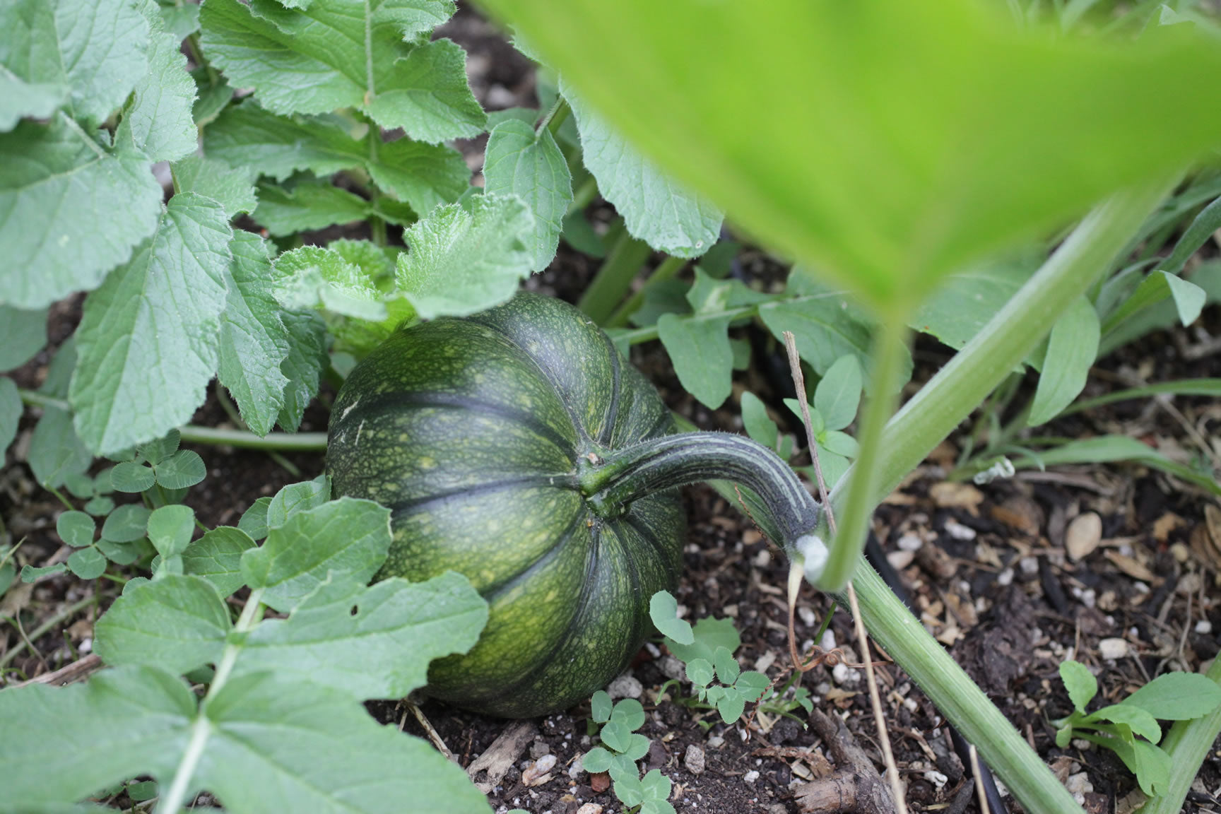 october garden