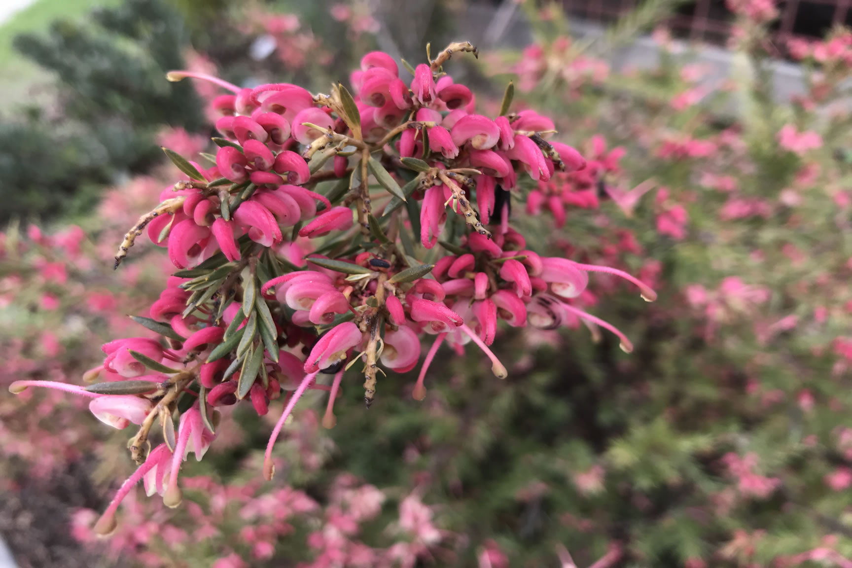 flowers for the bees