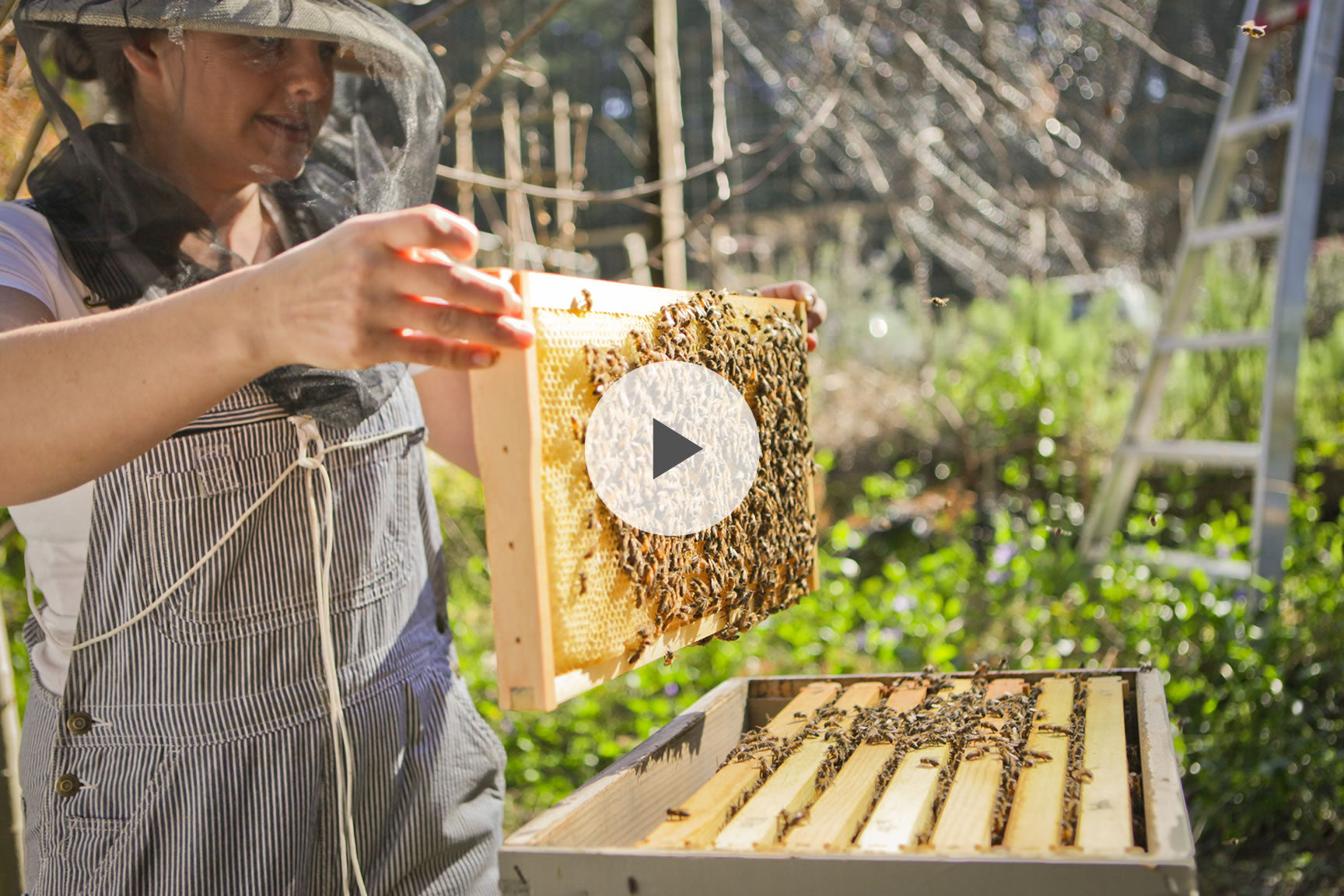 how to beekeeping