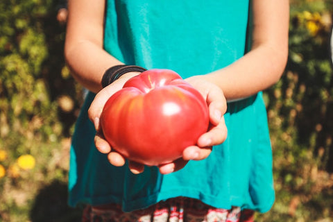 tomato canning tips, selecting the right fresh tomatoes when canning