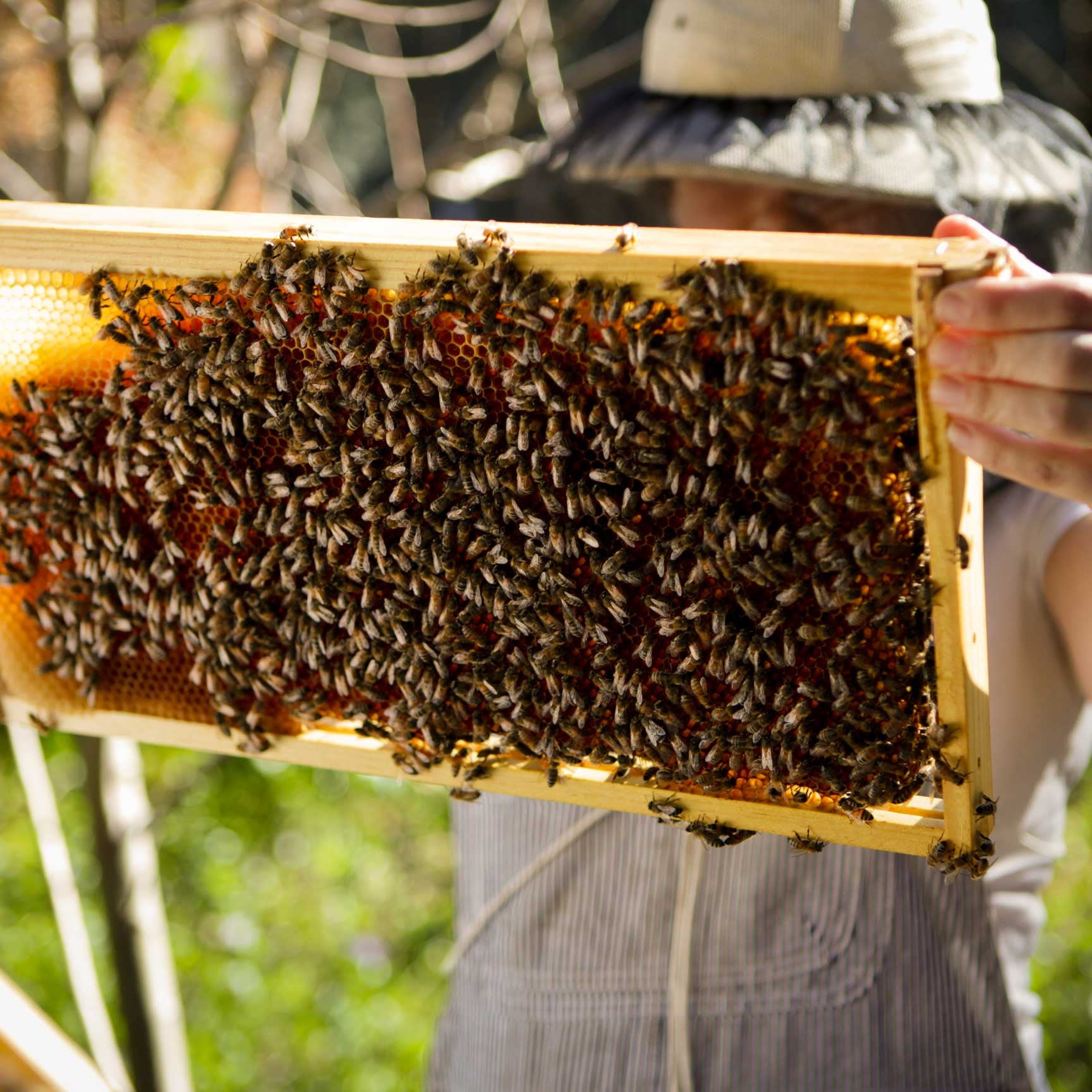 beekeeping season supplies and equipment and classes