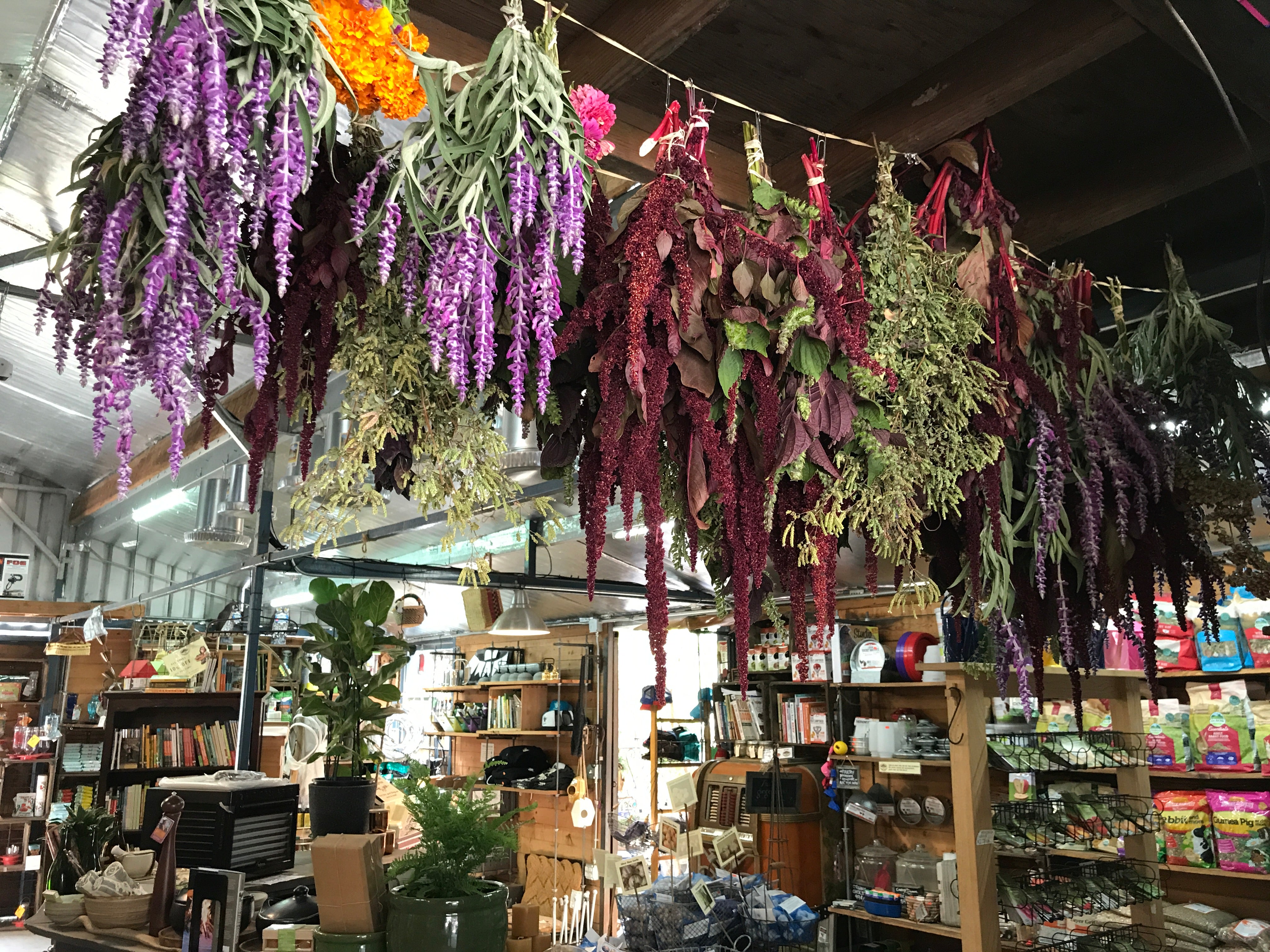 hanging dried herbs
