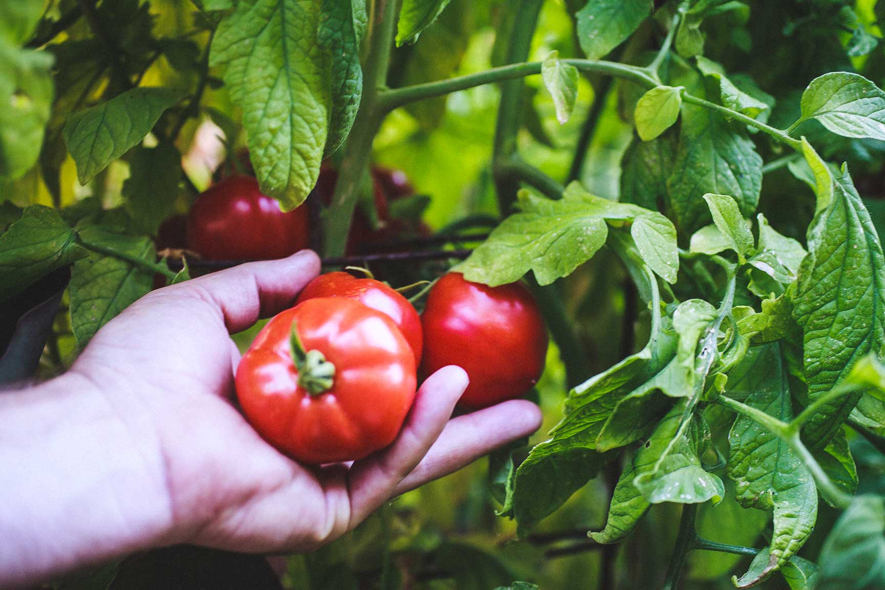 tomatoes for salsa