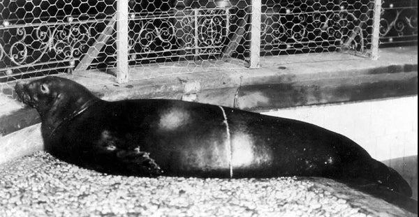 Caribbean monk seal