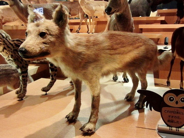 Japanese wolf in british museum 