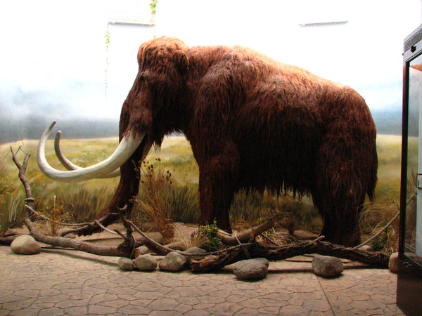 mammoth elephant