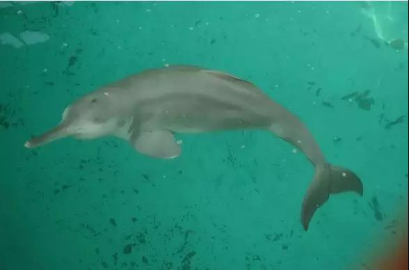 yangtze river dolphin the last white beaked dolphin Kiki