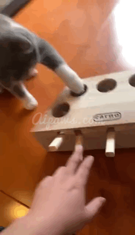 cat game whack a mole cat toy