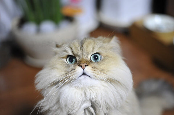 chinchilla cat with emerald eyes