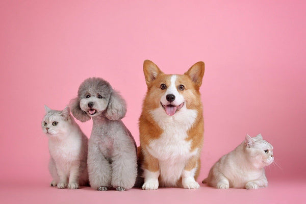 corgi dog with cats