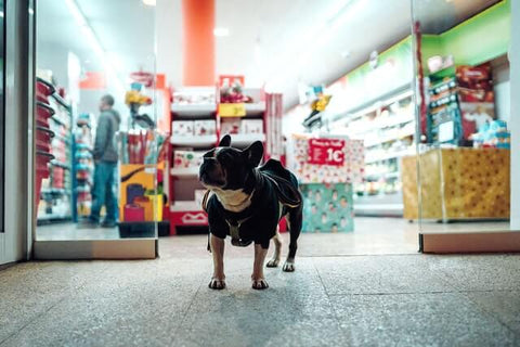 dog stand in front of store