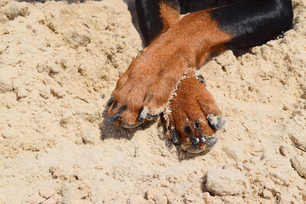 Dog paw in beach