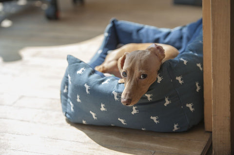 dog sad dog bed sad face