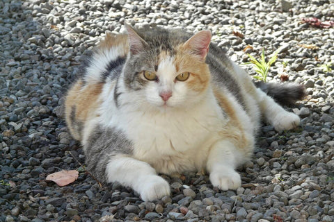 fat cat big cat outdoor