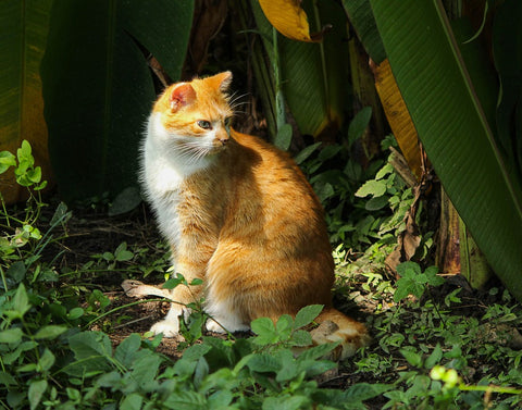 feral cat wild cat on forest